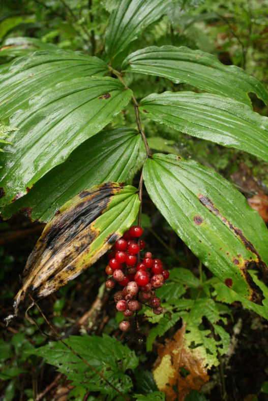 The Öko Box Wild Ginseng In The Fall (red seed berries)