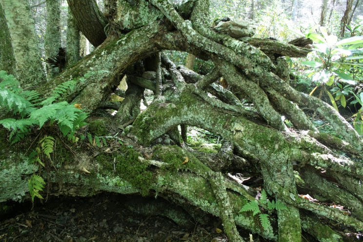 The Öko Box: Lessons of the Twisted Twizzler Tree