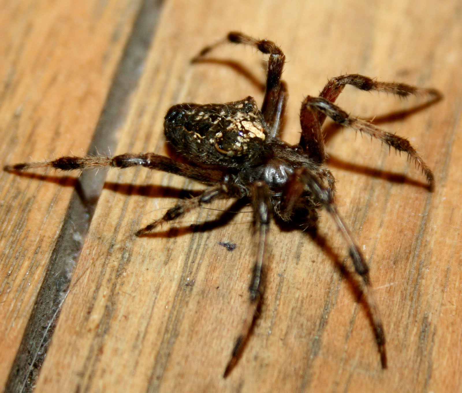 The Öko Box Big Spider with Striped Long Legs
