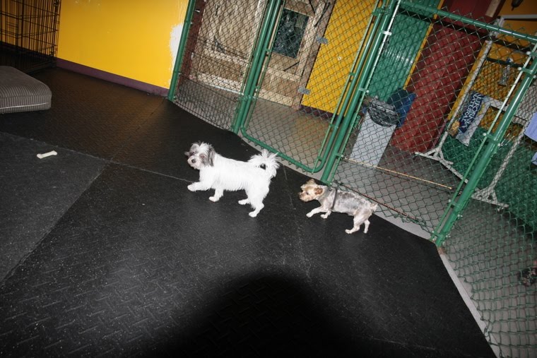 Me and my dogs in Halifax, Nova Scotia Happy Hounds Doggy Day Care