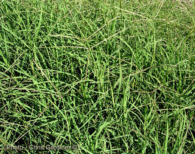 Hindu Ganesh ॐ: DURVA GRASS- cynodon dactylon