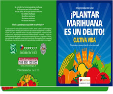 CAMPAÑA CULTIVO DE MARIHUANA 2010