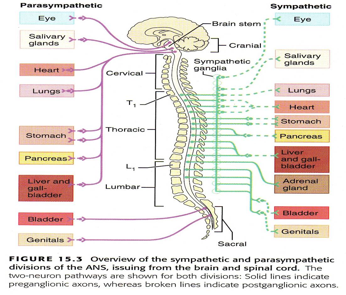 Medula Spinalis Batang Otak dan Thalamus Medicinesia