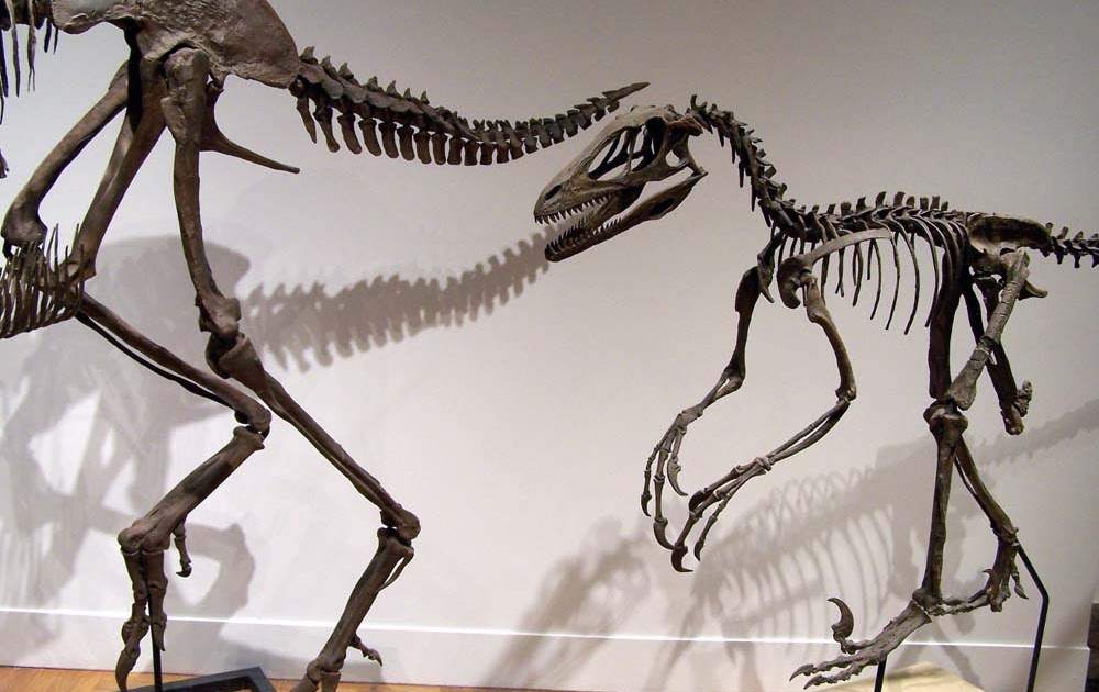 Sharon S Showcase T Rex