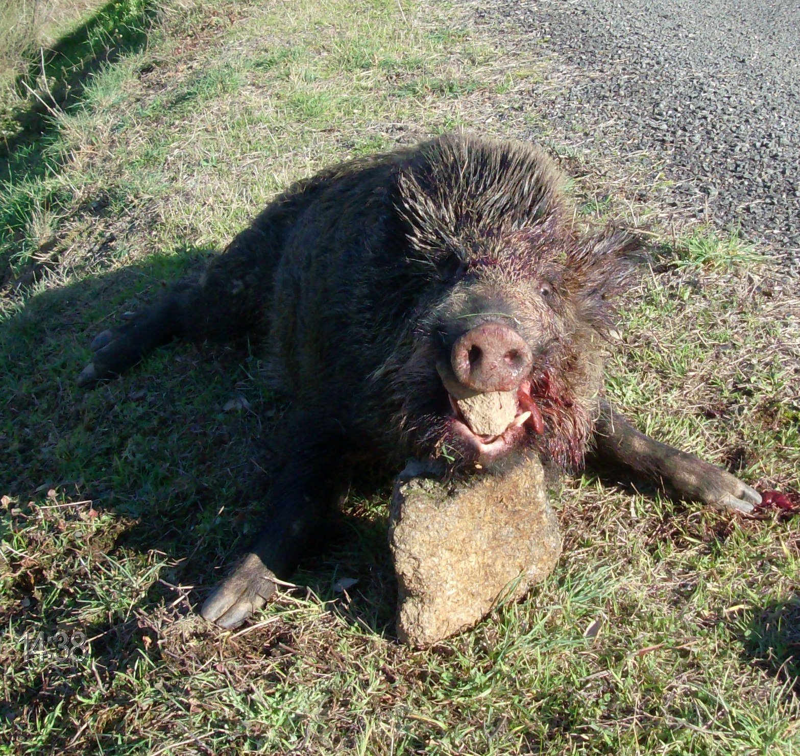 [HPIM0240+-+Cópia.JPG]