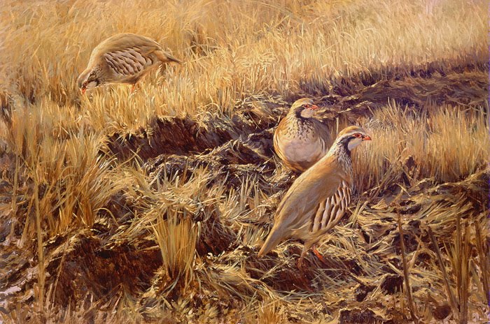 [perdices_la_siega.jpg]
