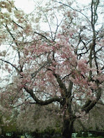 近所の神社に咲いている桜の巻。