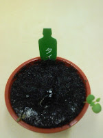 育てて楽しむ「小さな植木鉢」～Petit Planter～タイム観察日記４３日目の巻。
