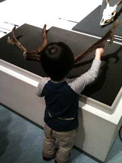 国立科学博物館の大哺乳類展でトナカイの角を触る息子
