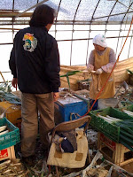 越谷市鴨ネギプロジェクト２００８収穫祭で葱の皮むき体験。