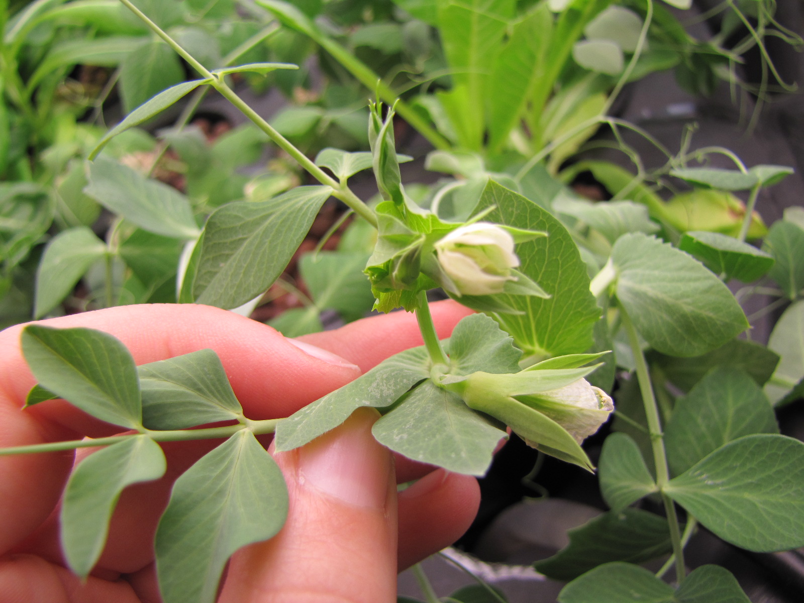 Garden of Forking Paths Sugar Snap Pea Blossoms!