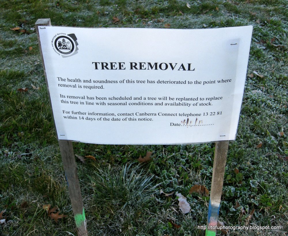 Tofu Photography Tree removal sign