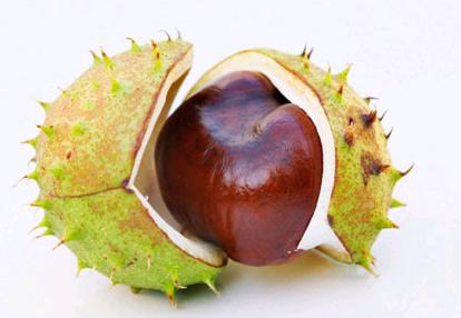 Conker.jpg