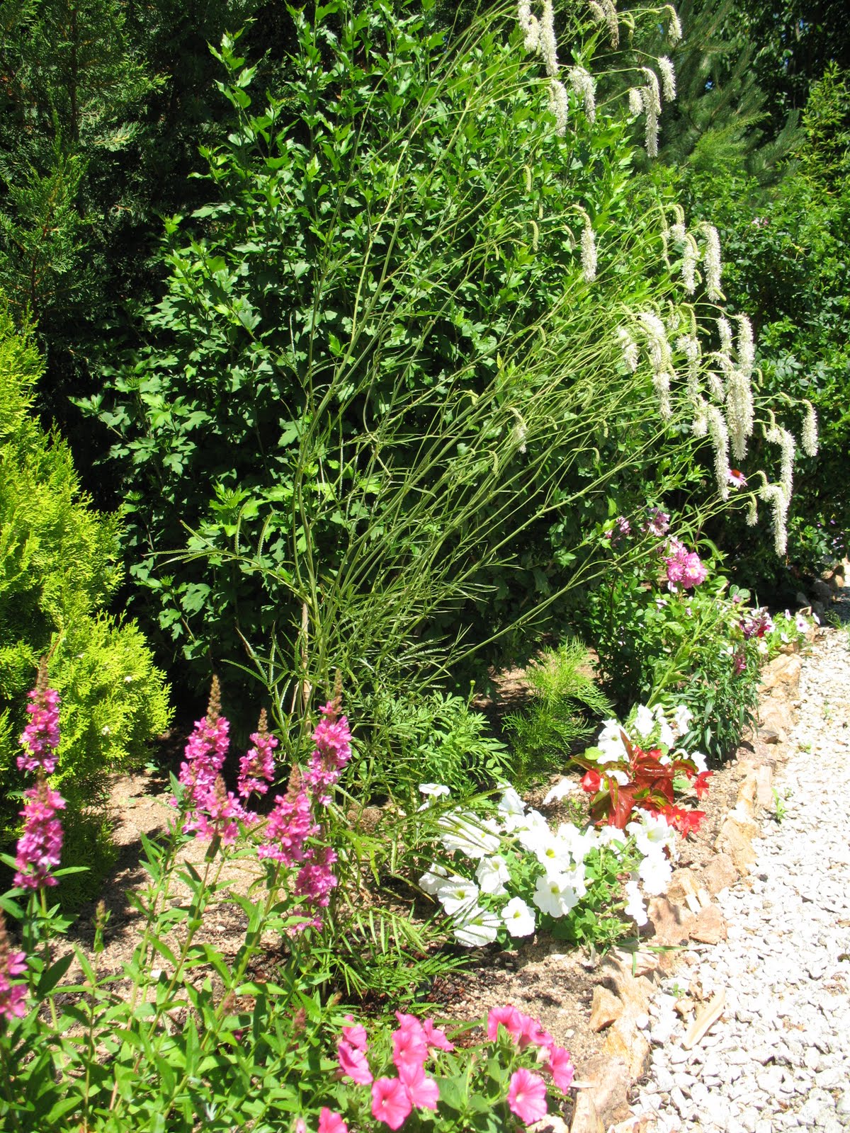 13 Best Tacca Chantrieri Images Bat Flower Bat Plant Plants