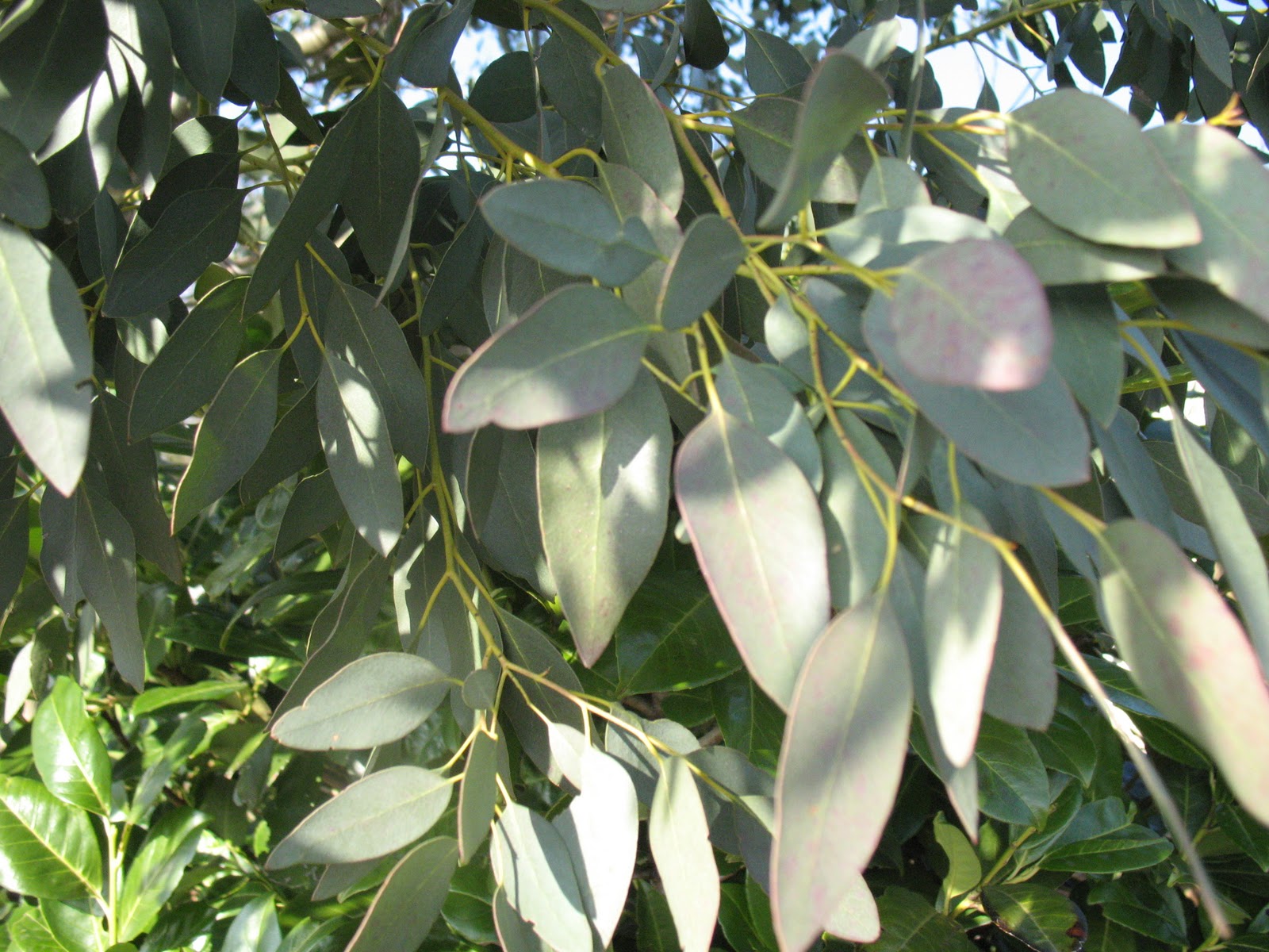 Roses du jardin Chêneland Eucalyptus Gunnii