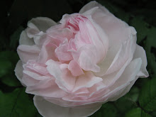 'Alfred de Dalmas'