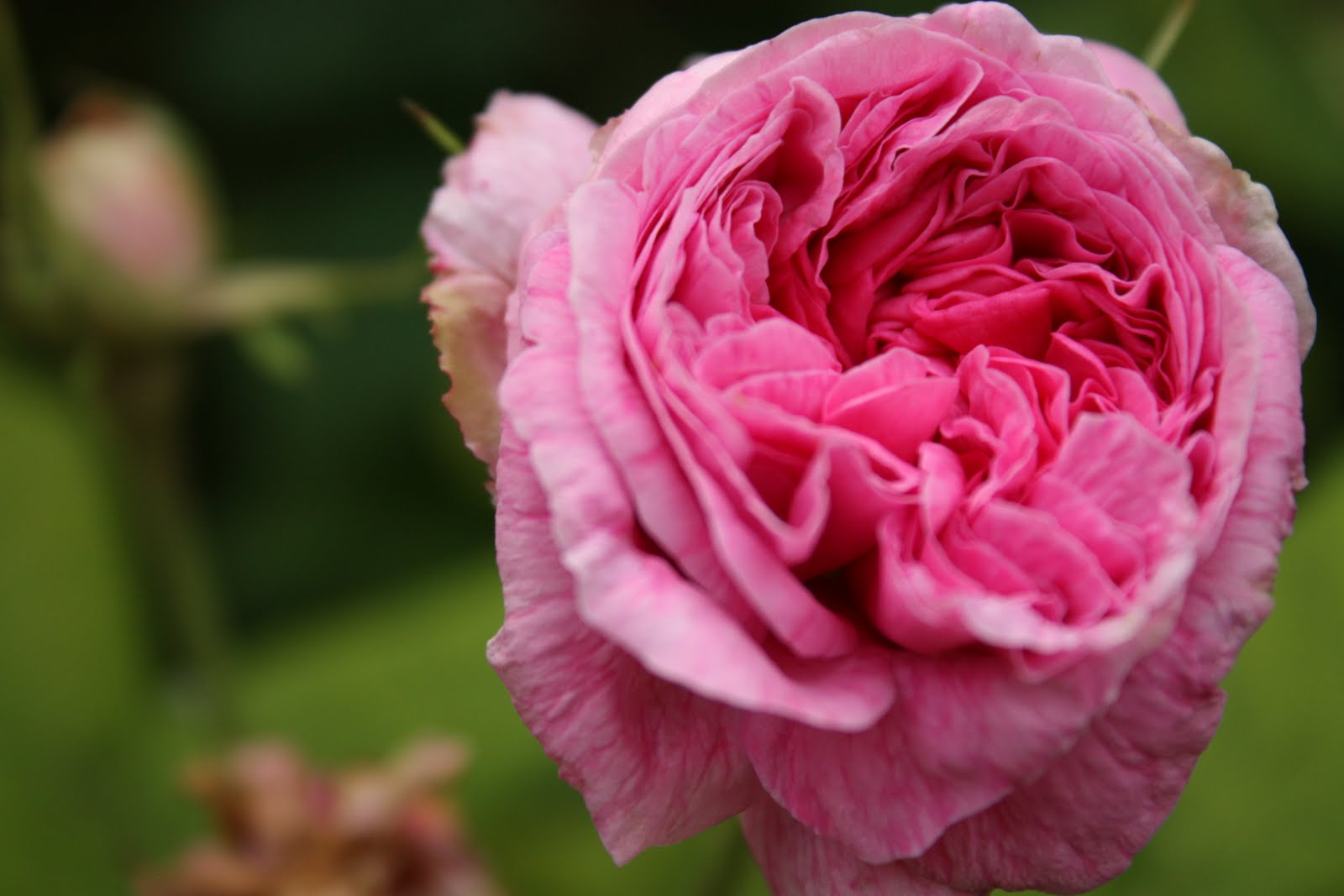 Kärleksstigen 'Duchesse de Rohan'