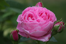 'Louise Odier'