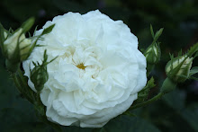 'Blanche de Belgique'