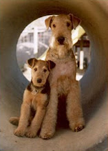 Airedale Terrier Dogs 101 Goldenacresdogs Airedale Terrier Dogs 101 Goldenacresdogs