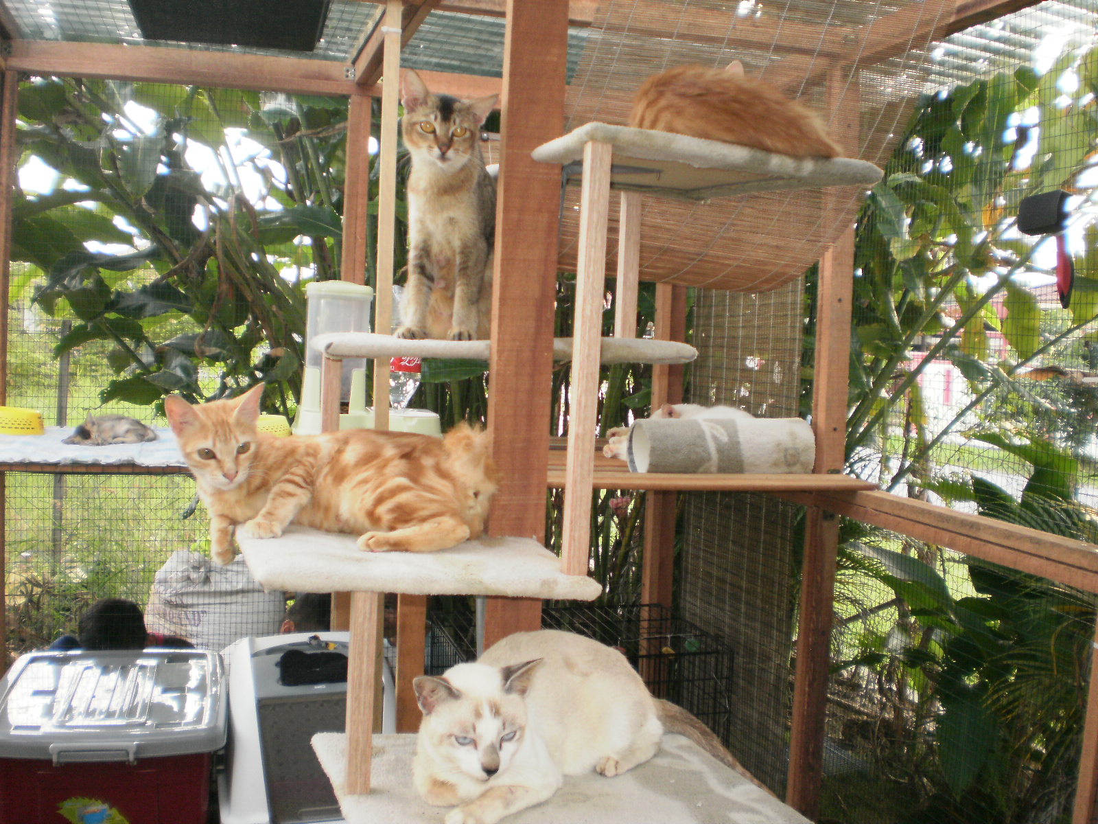 AKU dan SEGALANYA: Pokok Kucing bukan Pokok Mata Kucing @ Ekor Kucing