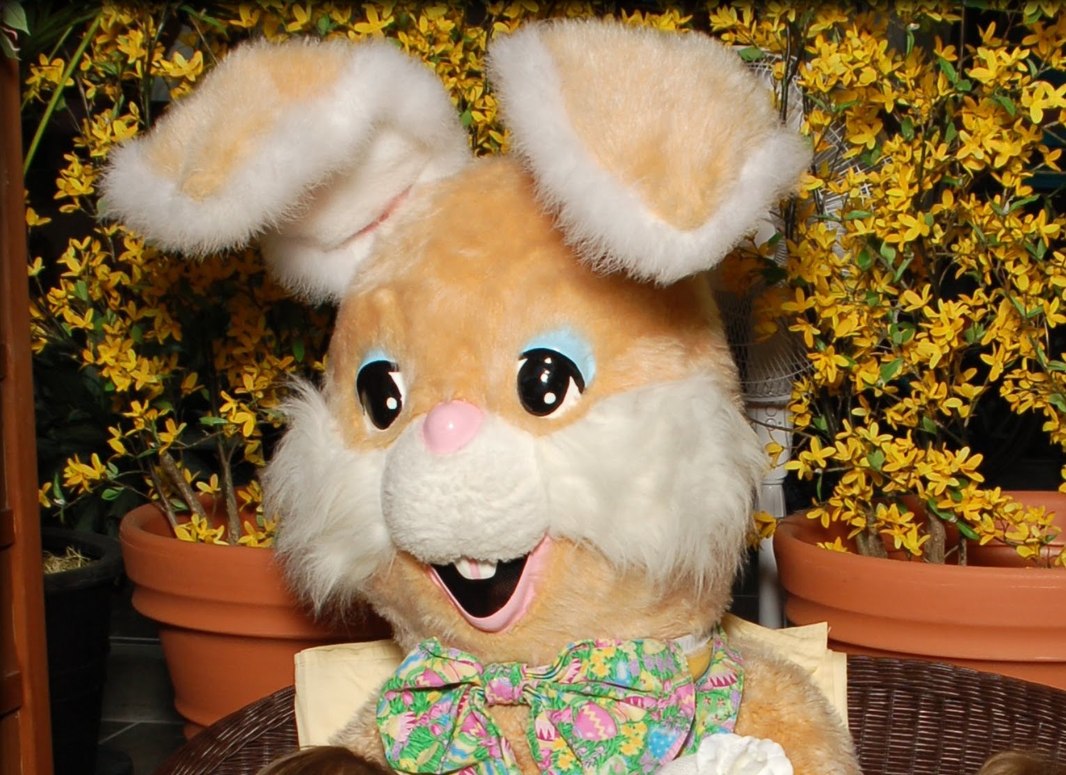 Notes from a Mom in Chapel Hill (A Guide) Easter Bunny Visit