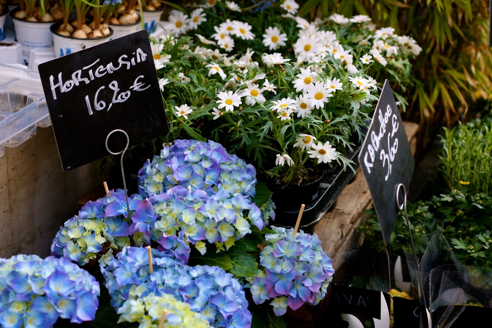 Flowers for sale in Brussels, Belgium