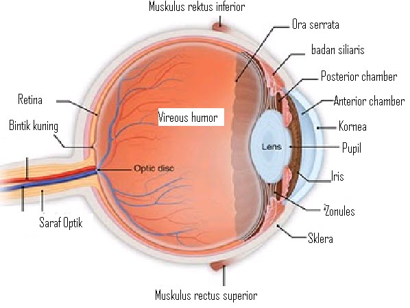 Health Article Anatomy of the eye