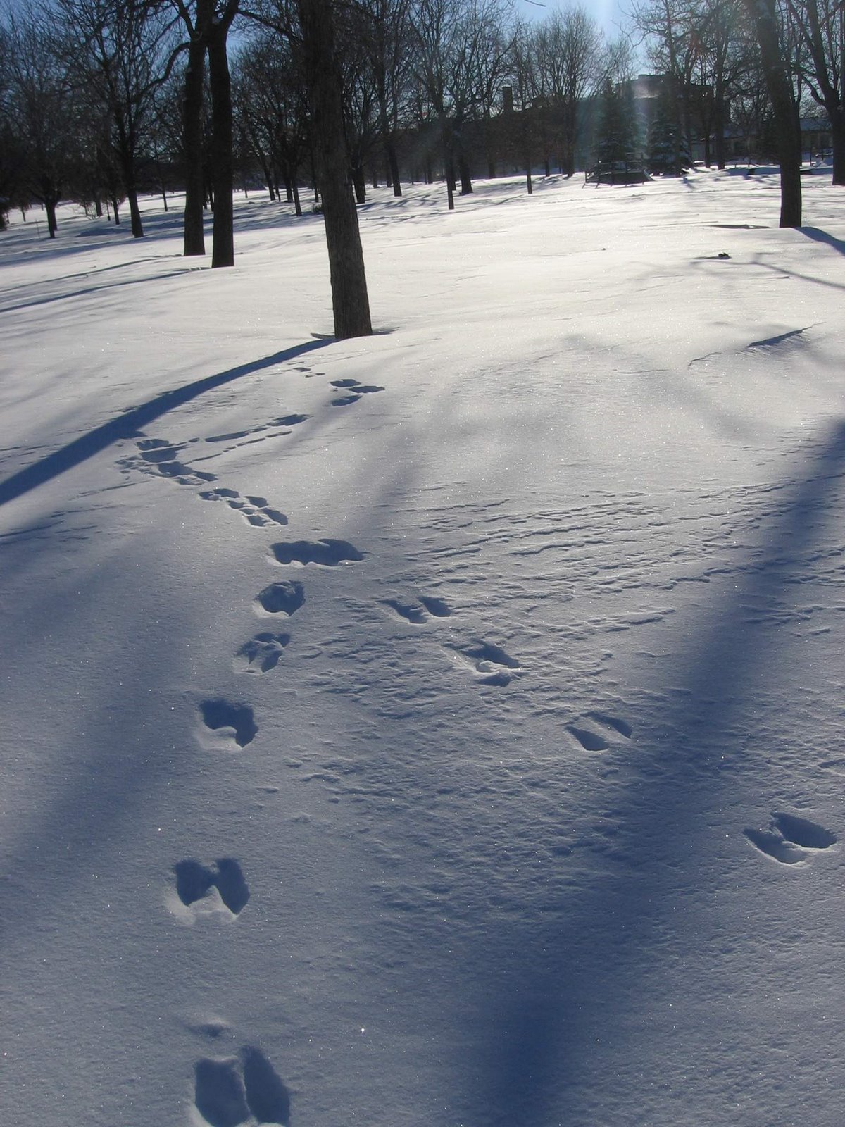 [Après+la+tempete+de+neige+019_2.jpg]