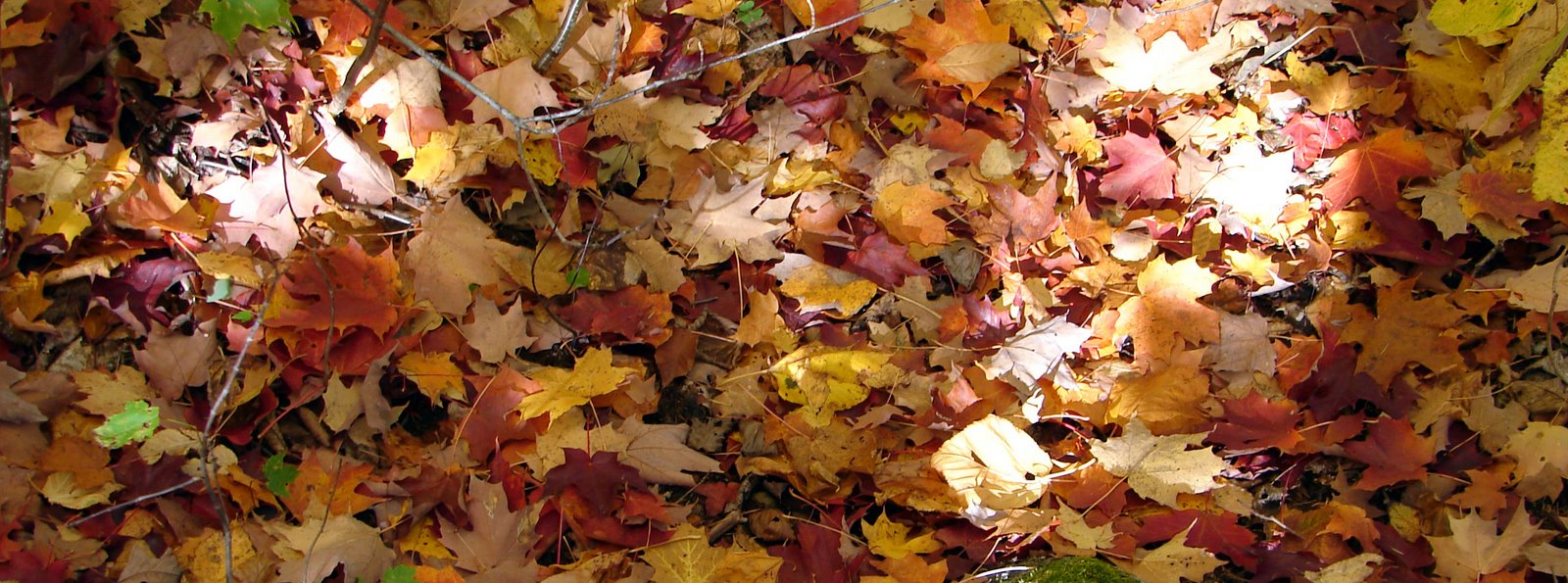 [DSC04420_edited.JPG]