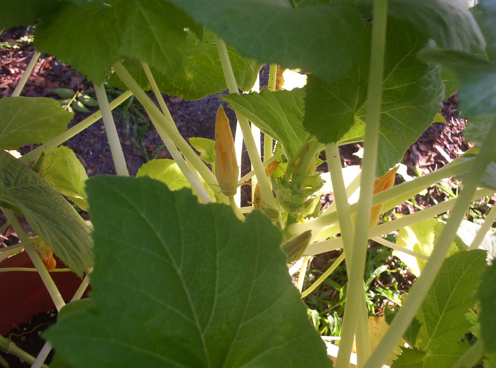 Pattys Container Garden Crookneck Squash