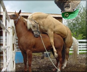 [cenadesexo+a+fazenda.jpg]
