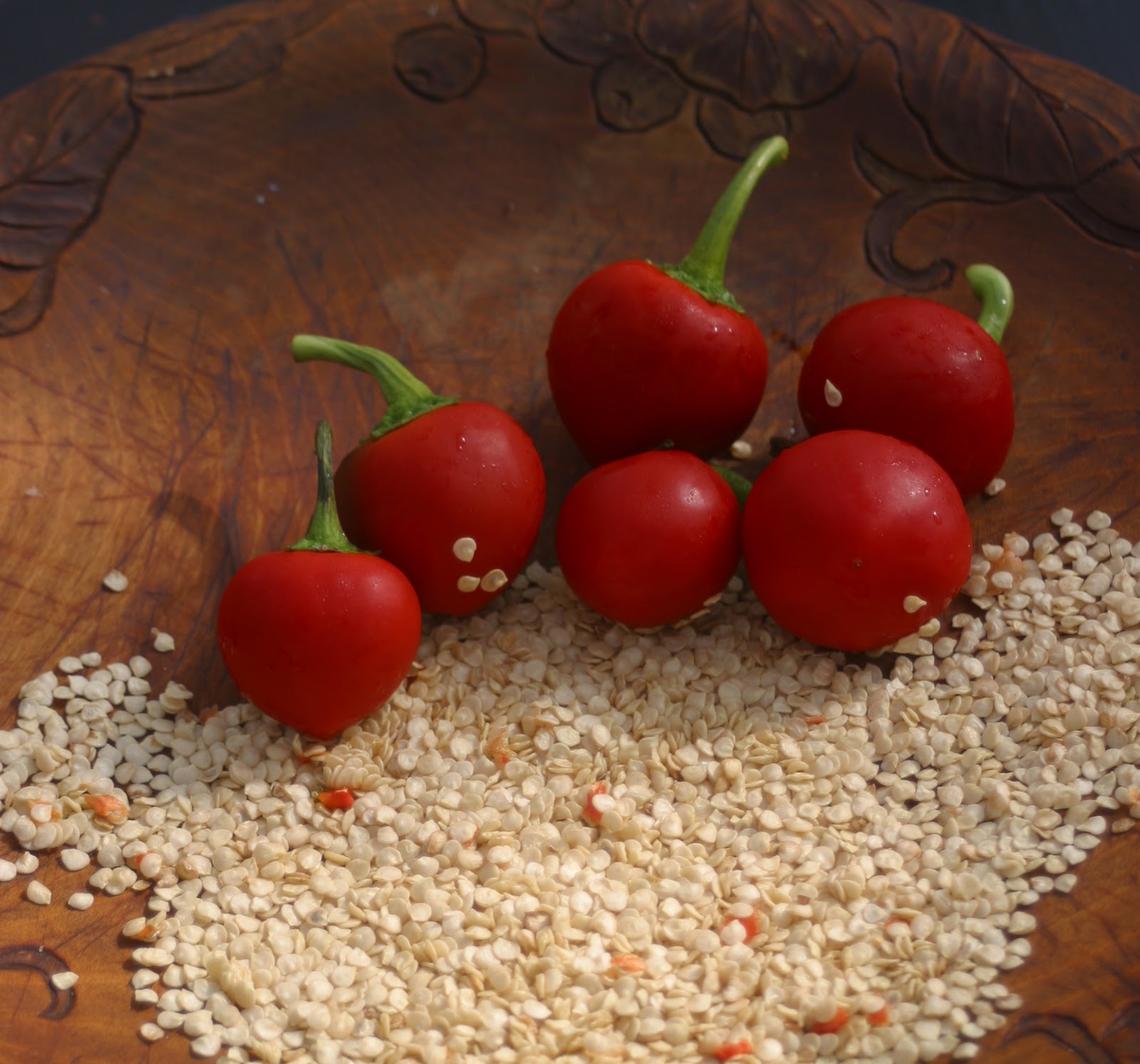 Pepper cherry bomb plant hybrid chile chileplants hot plants live