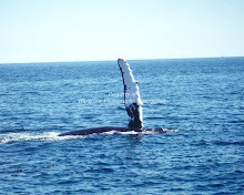 Whales of Provincetown #2