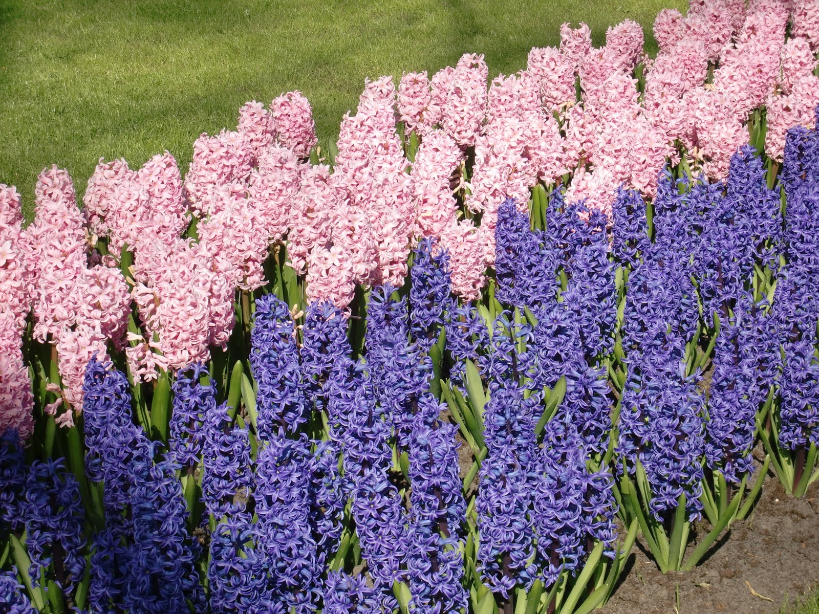 Claudiaroma: Holanda e suas flores