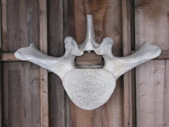 Whale Bone