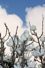 Magnolias and Blue Sky