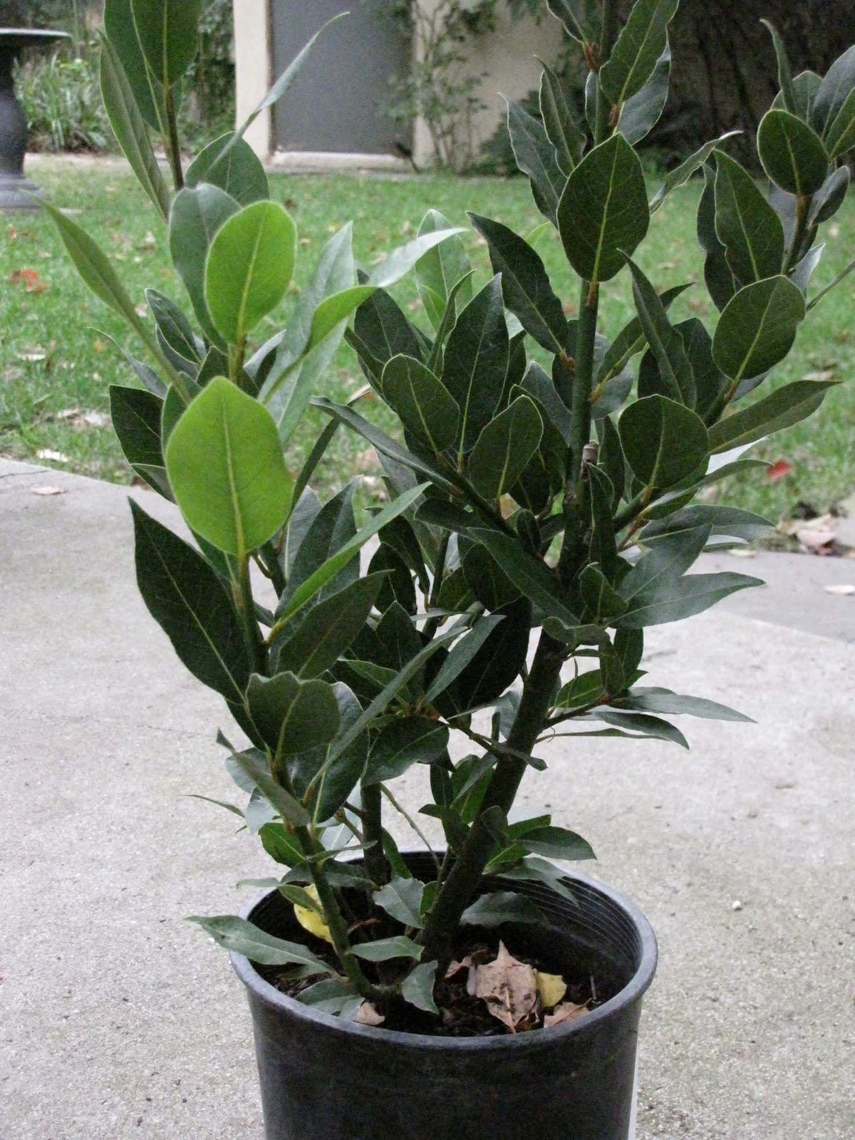 Sly's Mise En Place The Bay Leaf Budget Sly's Mise En Place The Bay Leaf Budget