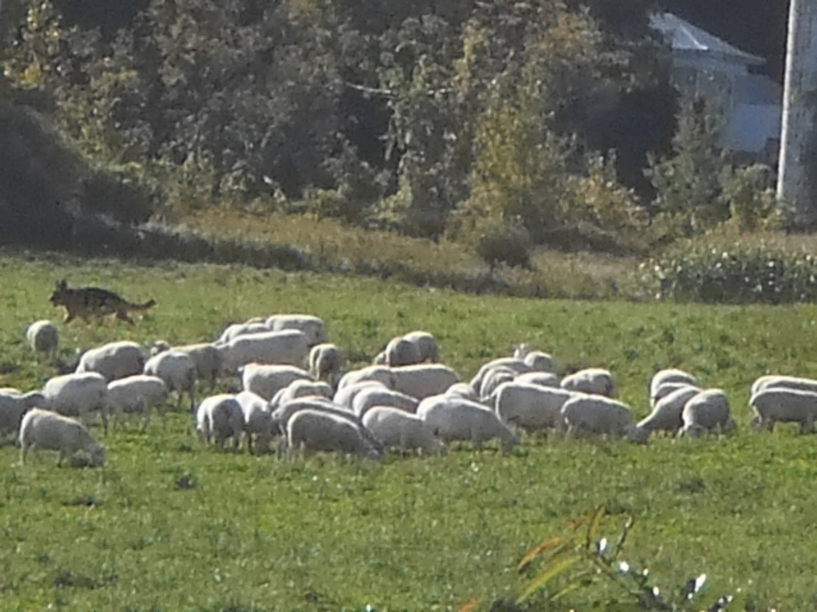 Home at Last Farm... Sheep herding trials