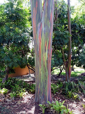 Amazing_Rainbow_Eucalyptus_Tree_5