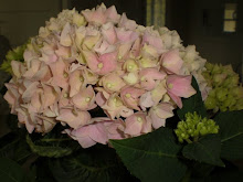 Hortensia