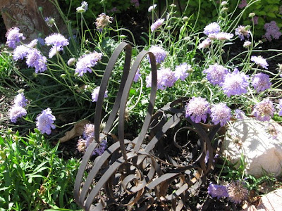 Dwarf Korean Lilac Syringa Shrub Pack Of Two In Bud And Bloom