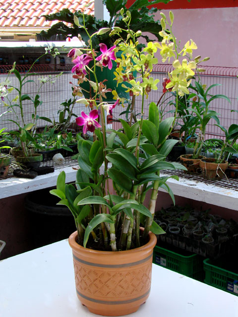 Buket Pot Plant Dendrobium Candi Orchid Anggrek Semarang Mewarnai Bunga