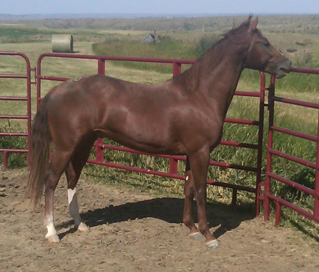 Blue Creek Quarter Horses Best Of Mr Hickory
