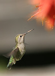 [hummingbord+cropped.PNG]