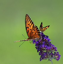 [social+media+fit+for+professionals.PNG]