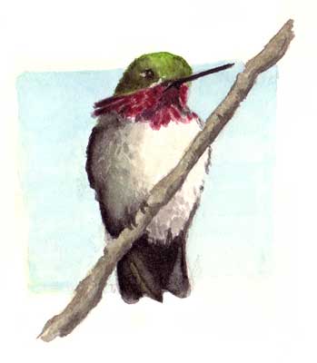 [Painting-22---Hummingbird.jpg]