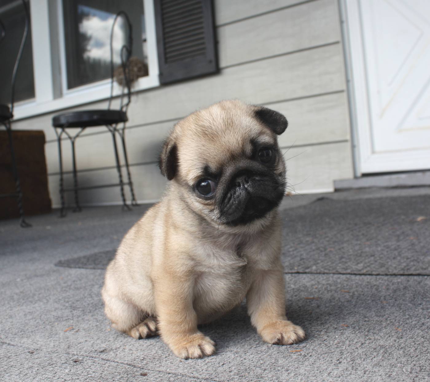 Worlds Cutest Pug - Photos All Recommendation