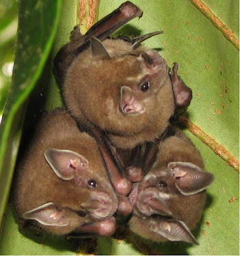 bats- Oooooooo