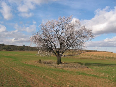 Almendrera en un campo de Aragón